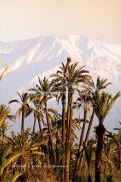 Image du Maroc Professionnelle de  Photo prise de la Palmeraie de Marrakech, où quelques palmiers cohabitent avec les lampadaires, d'ailleurs cet arbre tropical à grandes feuilles palmées est sacré, il fait partie des composantes majeures de l'identité de la ville rouge, depuis très longtemps, la loi  interdit formellement d'en couper, sous peine de très fortes amendes. Malheureusement ce n’est pas le cas pour les autres arbres qui sont régulièrement victimes d'arrachement à la tronçonneuse. au fond le haut Atlas enneigé, le 18 Mars 2002. (Photo / Abdeljalil Bounhar)

Toubkal, palmeraie de Marrakech, palmier, neige, mont, montagne, paysage